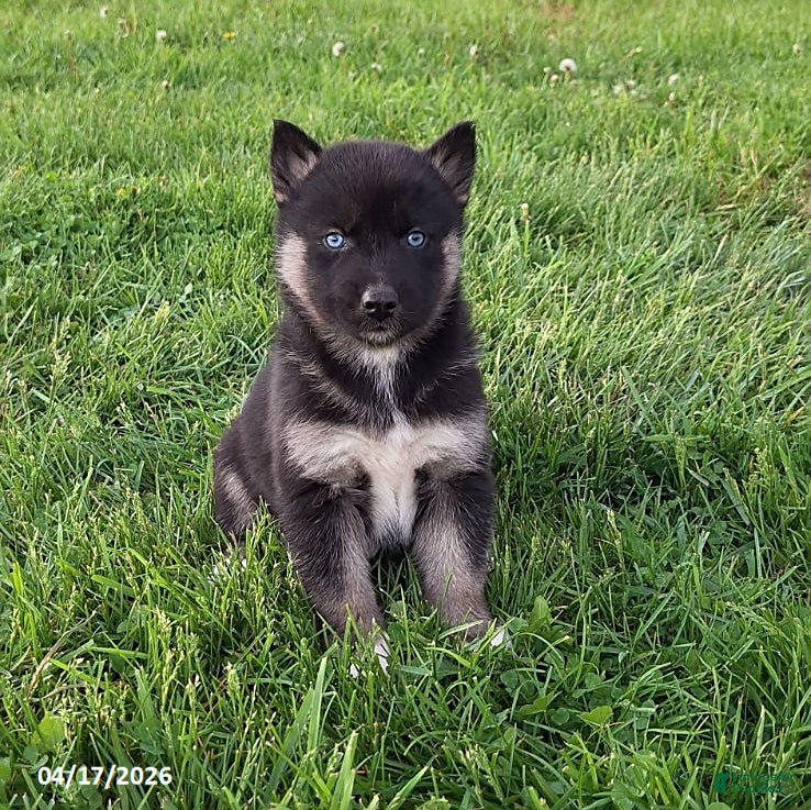 Gerberian Shepsky dogs Diesel - Ad 1