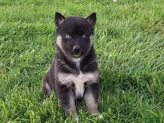 Gerberian Shepsky dogs for sale: Diesel - Ad 4