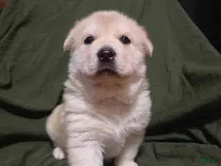 Mixed Breed dogs Chow - Ad 29