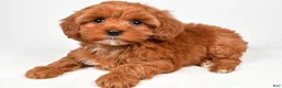 Cavapoo dogs for sale: Holly - Ad 10