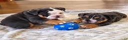 English Bulldog dogs for sale: Blue Blaze - Ad 8