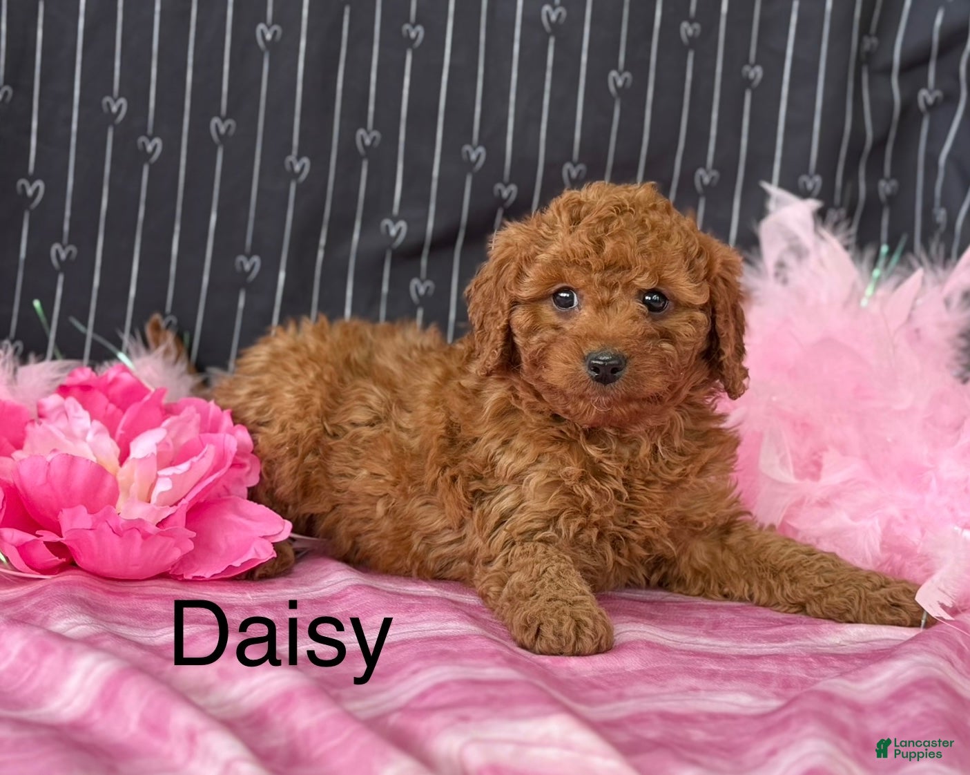 Cavapoo dogs Daisy - Ad 34