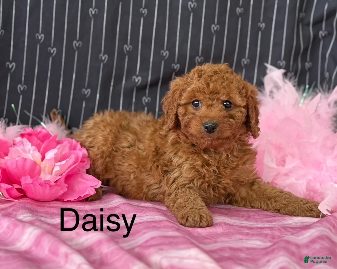 Cavapoo dogs for sale: Daisy - Ad 1