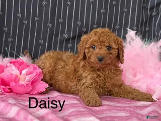 Cavapoo dogs Daisy - Ad 34