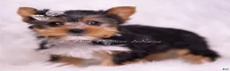 Yorkshire Terrier dogs for sale: Mookie - Ad 4