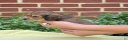 Miniature Dachshund dogs for sale: Ridge  - Ad 2