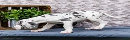 Great Dane dogs for sale: Kelly - Ad 9