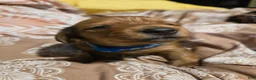 Miniature Dachshund dogs for sale: Cinnamon - Ad 4