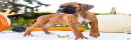 Boxer dogs for sale: Nugget Boxer - Ad 7