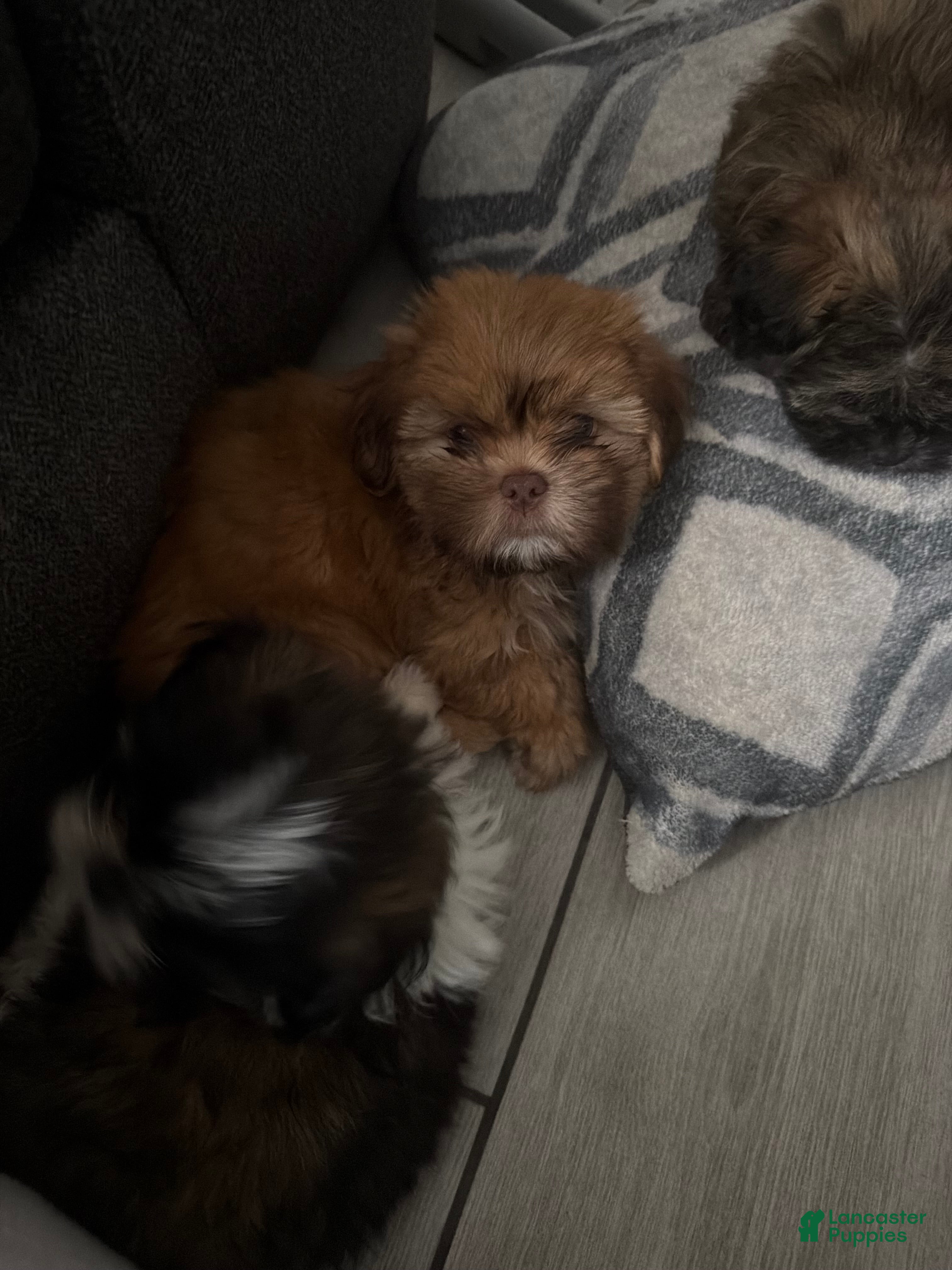 Shih Tzu dogs Shih Tzu 2 - Ad 1