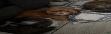 Shih Tzu 2