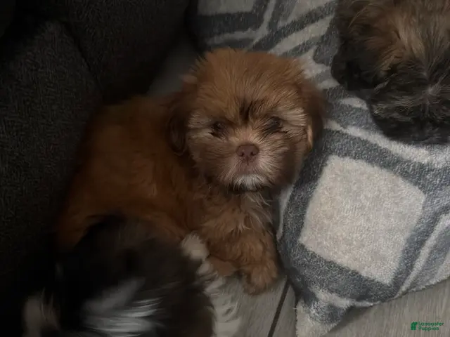 Shih Tzu dogs for sale: Shih Tzu 2 - Ad 1