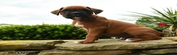 Boxer dogs for sale: Thomas - Ad 3