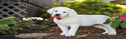Labrador Retriever dogs for sale: Stormy - Ad 7