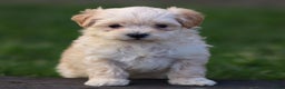 Maltipoo dogs for sale: Sally - Ad 4