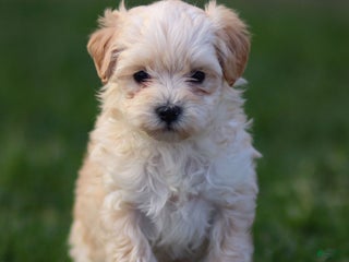 Maltipoo dogs - Ad 27