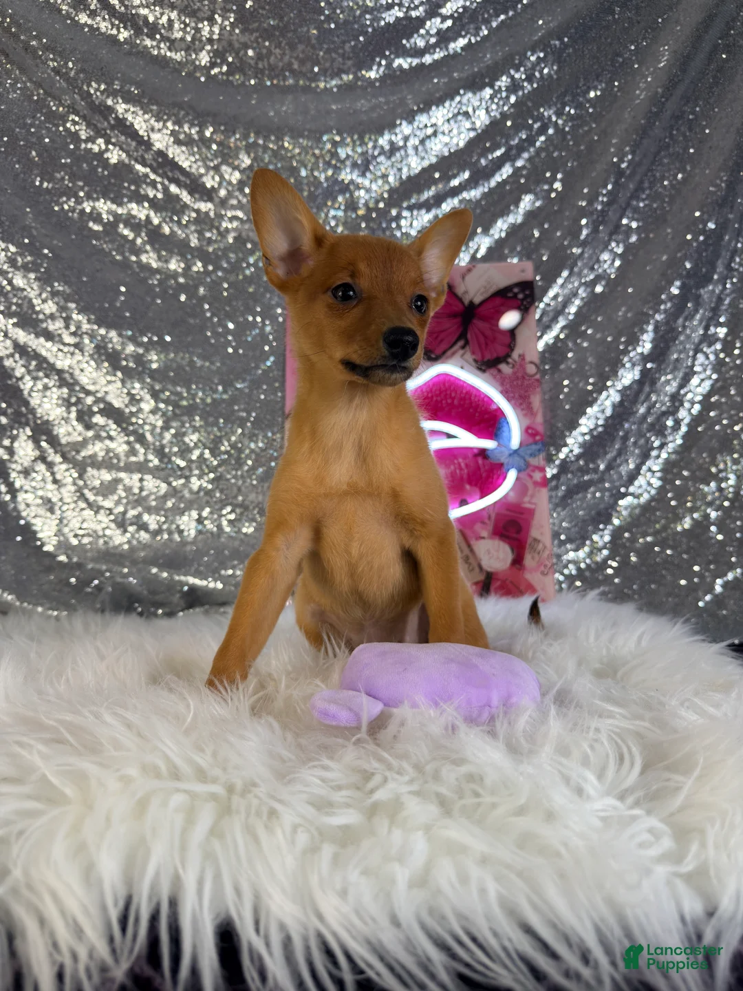 Mixed Breed dogs for sale: Daphne - Ad 6