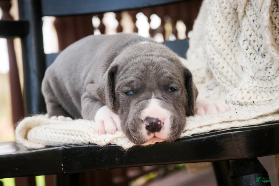 Great Dane dogs for sale: Sergeant - Ad 1