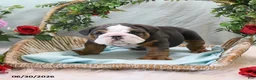 English Bulldog dogs for sale: Buddy - Ad 5