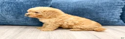 Miniature Poodle dogs for sale: Violet - Ad 4