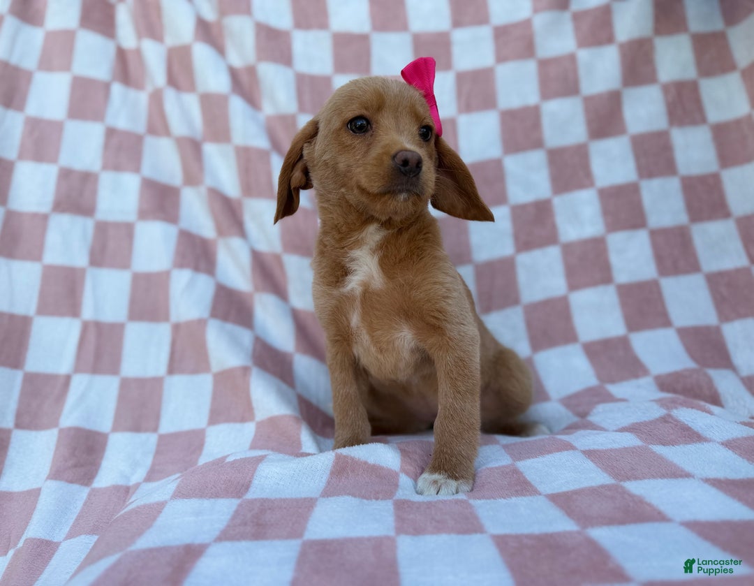 Beagle dogs for sale: Bunny - Ad 5