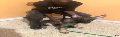 German Shepherd 2