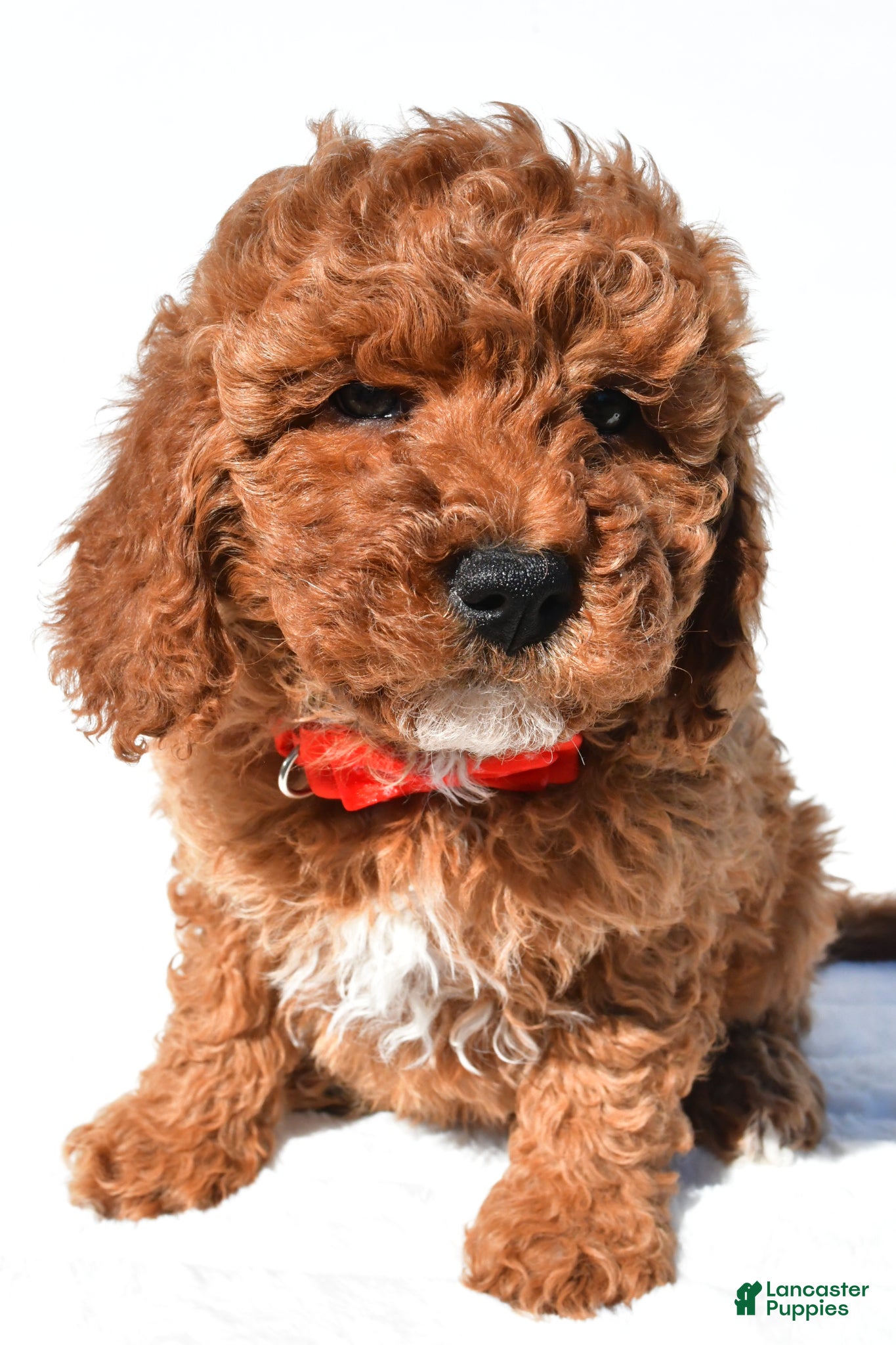 Miniature Poodle dogs for sale: Shawn - Ad 7