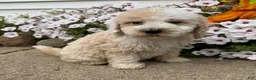 Miniature Poodle dogs for sale: Jimmy - Ad 1