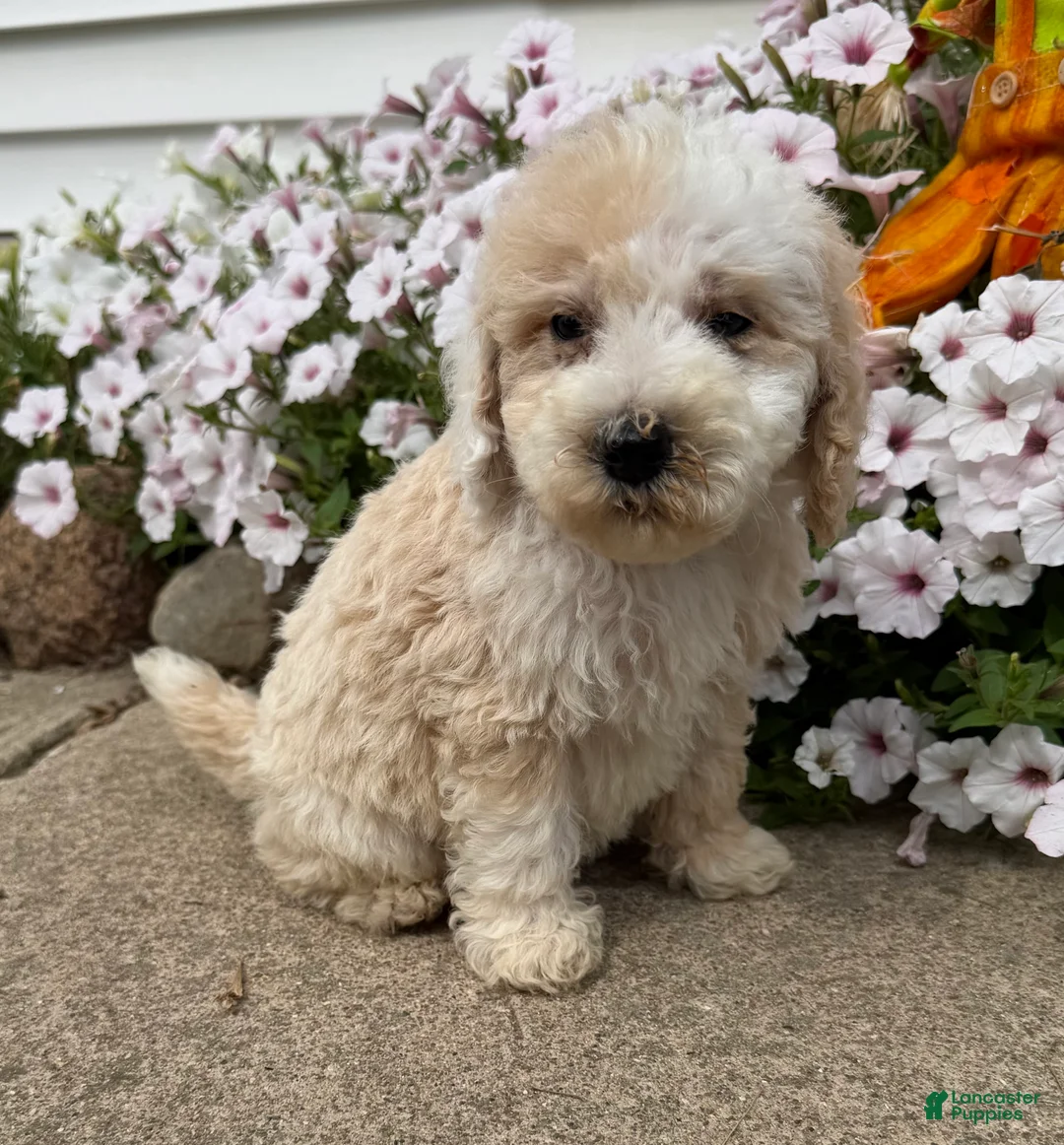 Miniature Poodle dogs for sale: Jimmy - Ad 1