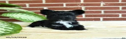 Yorkshire Terrier dogs for sale: Stella - Ad 2