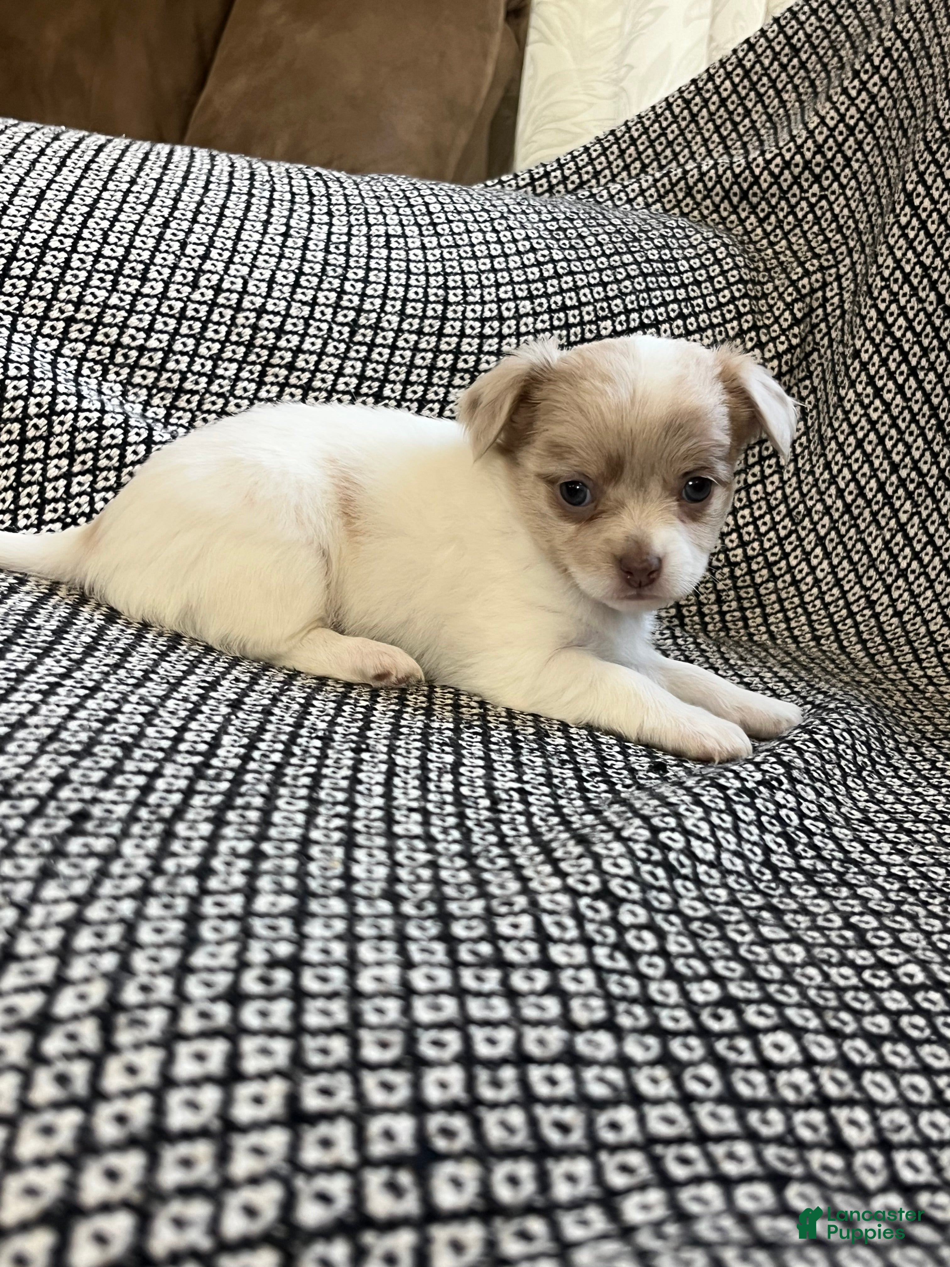 Chihuahua dogs Callie - Ad 2