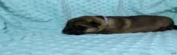 German Shepherd dogs for sale: Daisy - Ad 12