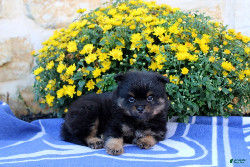 Pomeranian dogs Garret - Ad 1