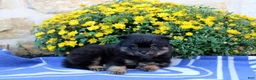 Pomeranian dogs for sale: Garret - Ad 1