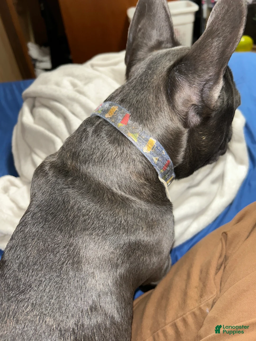 French Bulldog dogs for sale: French Bulldog Puppy 1 - Ad 4