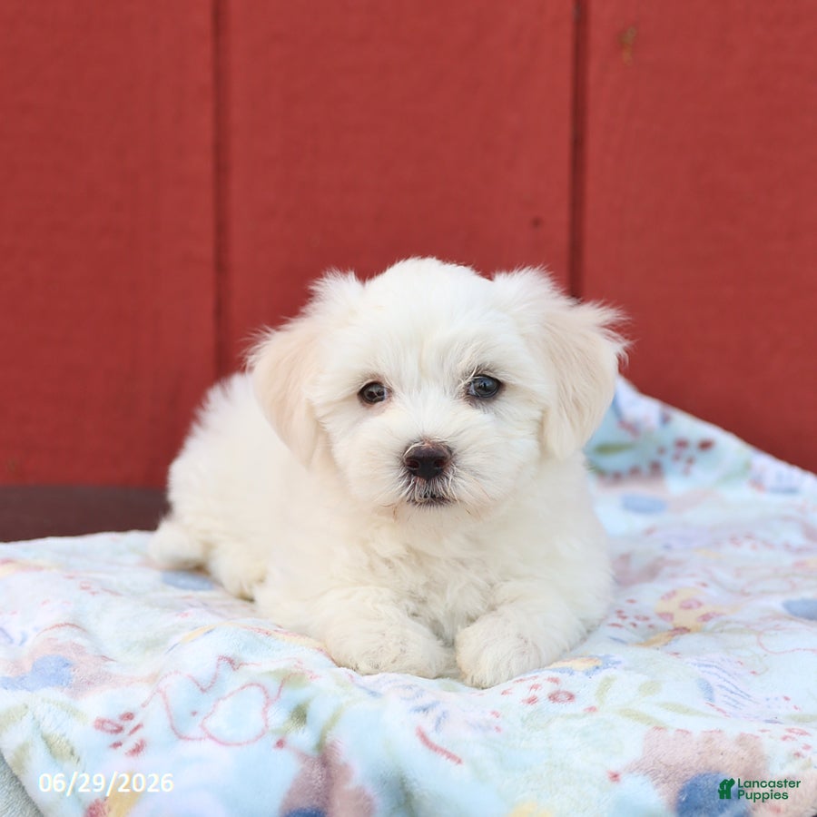 Maltese dogs Nick  - Ad 2