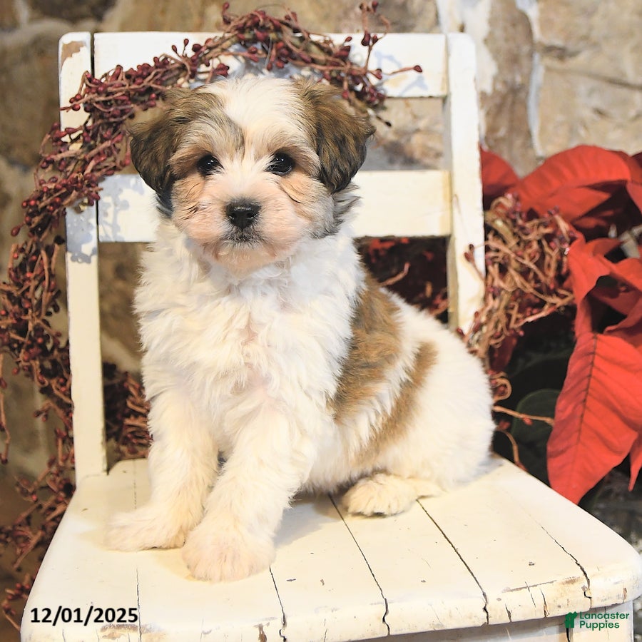 Havanese dogs Cash - Ad 2