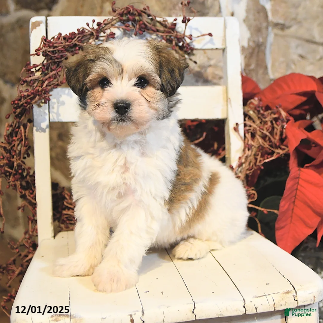 Havanese dogs for sale: Cash - Ad 2