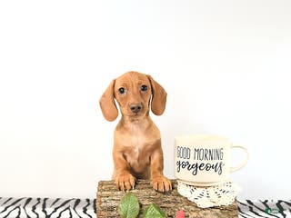 Miniature Dachshund dogs Lucy - Ad 28