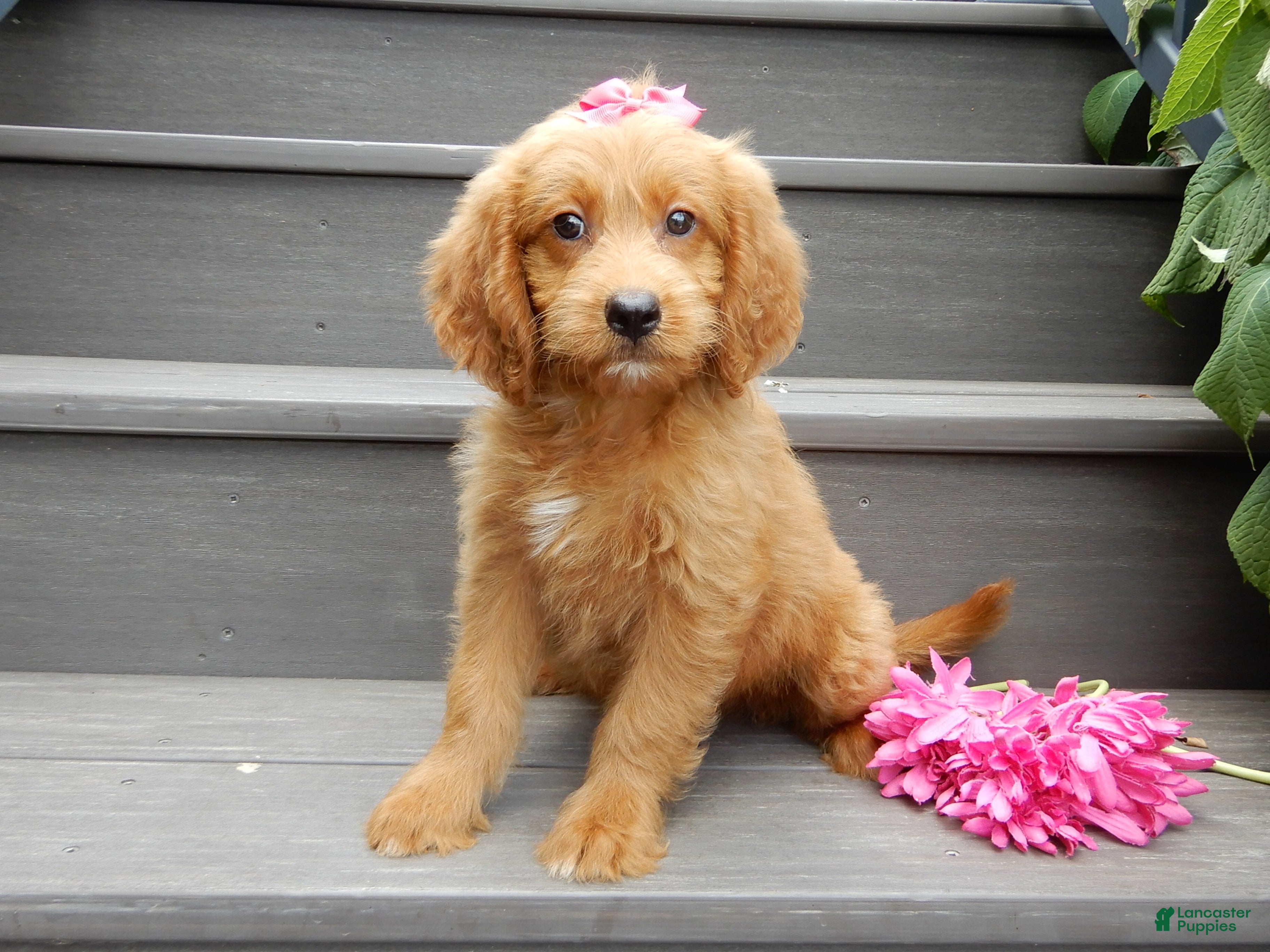 Mini Goldendoodle dogs Bella - Ad 1