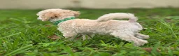 Toy Poodle dogs for sale: AKC Toy Poodle - Ad 11