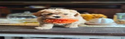 Maltipoo dogs for sale: Bruno - Ad 1
