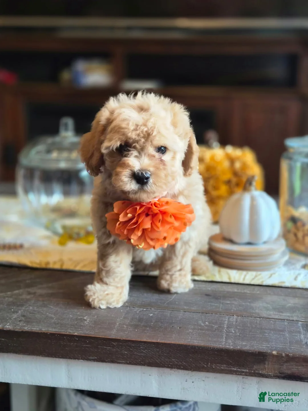 Maltipoo dogs for sale: Bruno - Ad 1
