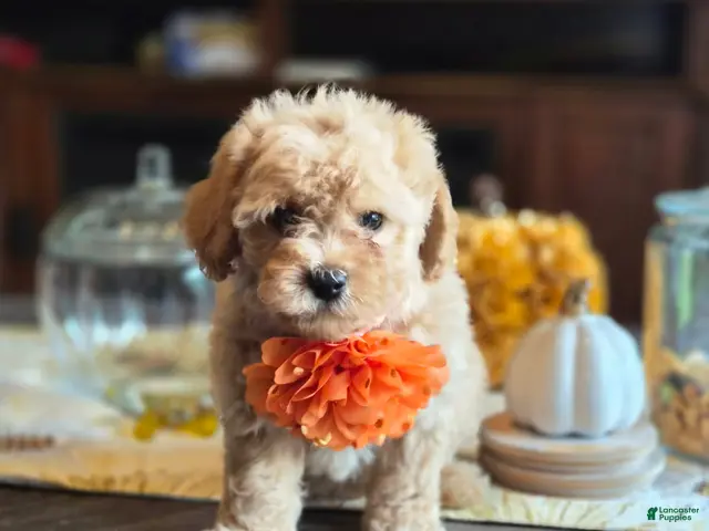 Maltipoo dogs for sale: Bruno - Ad 1