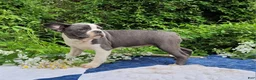 Frenchton dogs for sale: Oli Pop - Ad 6