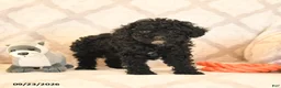 Miniature Poodle dogs for sale: Lilac - Ad 2