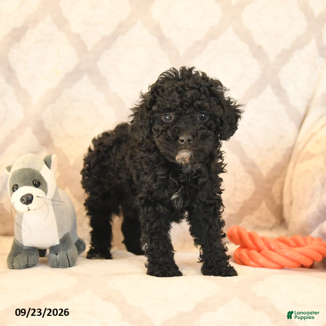Miniature Poodle dogs for sale: Lilac - Ad 2