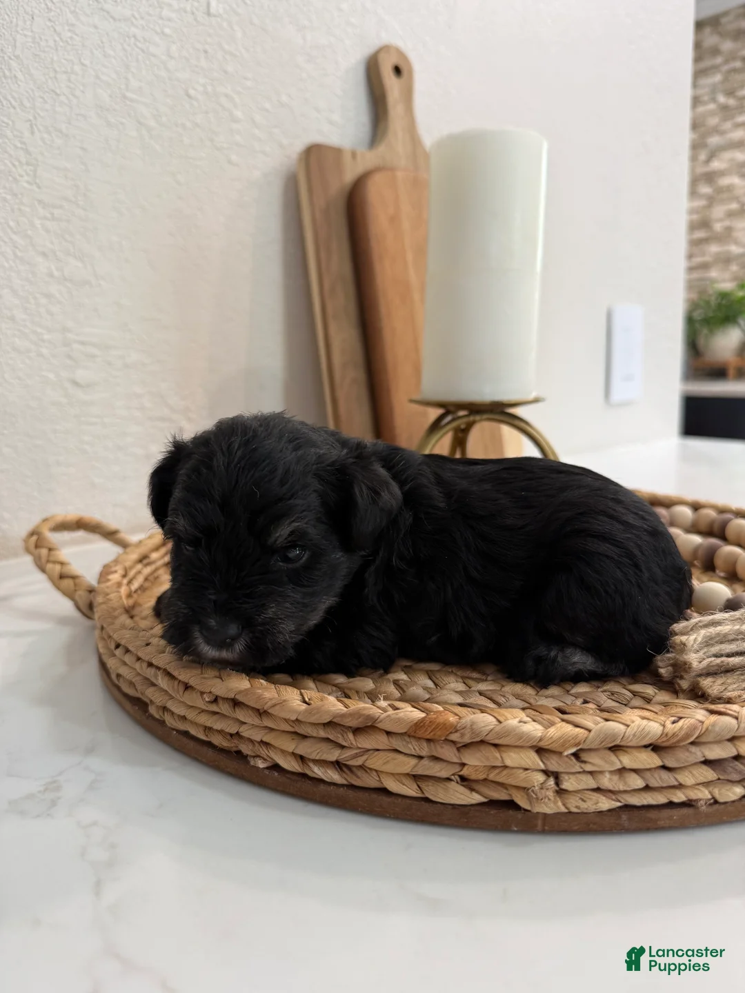 Miniature Schnauzer dogs for sale: Fig - Ad 2