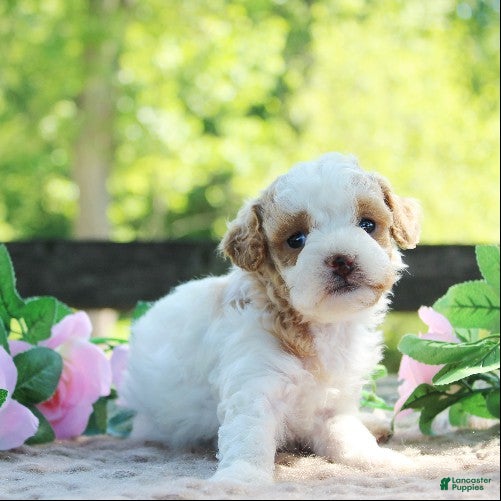 Cavapoo dogs Dottie - Ad 1