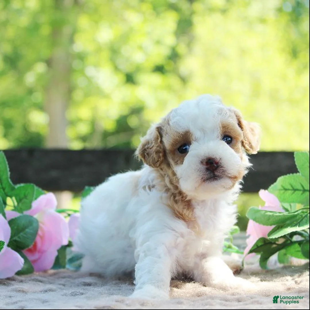 Cavapoo dogs for sale: Dottie - Ad 1